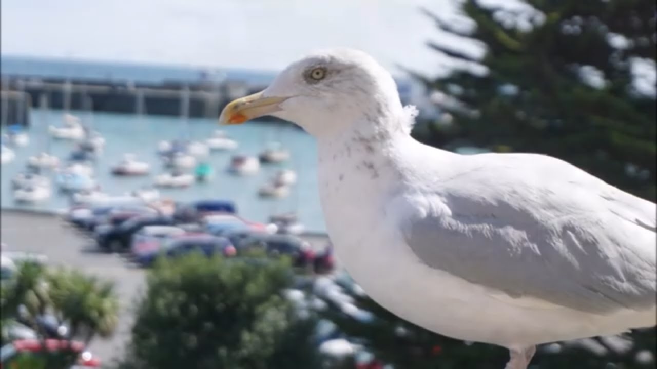 The Real Pirates Of Penzance? ~ Discovering Cornwall