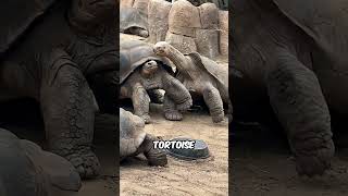 5 Animals That Brutally Fight Their Own Kind #Animals #AnimalFacts