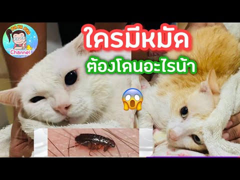 วีดีโอ: 6 วิธีในการฆ่าหนูอย่างมีมนุษยธรรม