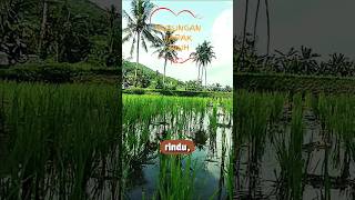 HUBUNGAN JARAK JAUH (LDR) #public #pemandanganalam #katamutiara #ldr #sawah