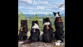 Comparativa arneses para perros DOGCOPENHAGEN