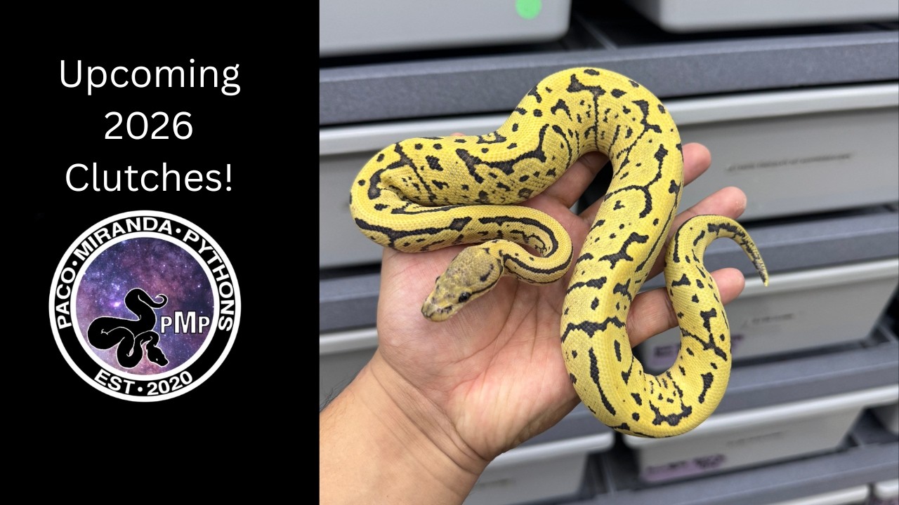 This should be my best year yet! Upcoming 2026 Clutches!