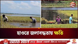 সুনামগঞ্জে জলাবদ্ধতার কবলে দুই হাজার হেক্টর জমির ধান | Haor Update | Agriculture Loss | Channel 24
