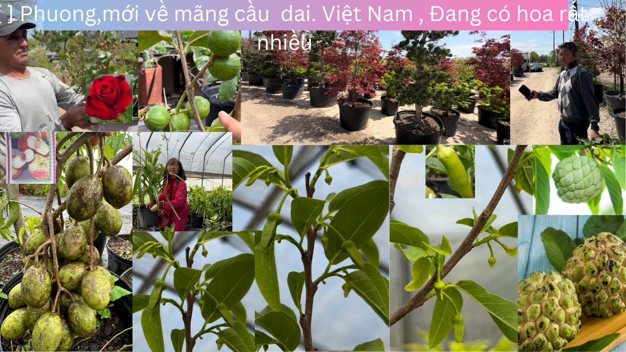 Phuong nursery, Mới về mãng cầu,dai, Việt Nam và nhiều loại giống khác