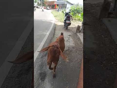 WILD GOAT GONE WRONG POSSESSED BY EVIL😱
