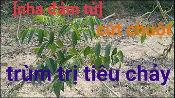 Bài thuốc dân gian trị tiêu chảy trùm luôn cây cứt chuột ( nha đảm tử) - hiếu channel vlogs