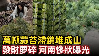 發財夢碎！河南慘狀曝光，萬噸蒜苔滯銷堆成山，別人種蒜髮財集體一起種，全國195萬畝蒜苔同時上市，全盤皆輸一塊錢五斤都沒人要，蒜農哭暈幾十畝扔滿水溝#中国社会