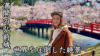【弘前城】世界を圧倒した日本の絶景はこれです。Cherry blossoms in Hirosaki park