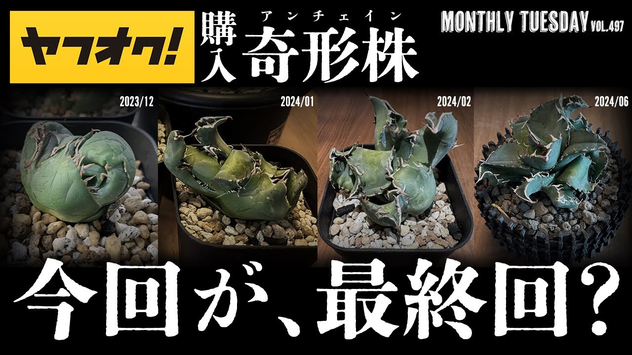 アガベ】最終回！？ヤフオクで購入した変な形のアガベが普通のアガベに