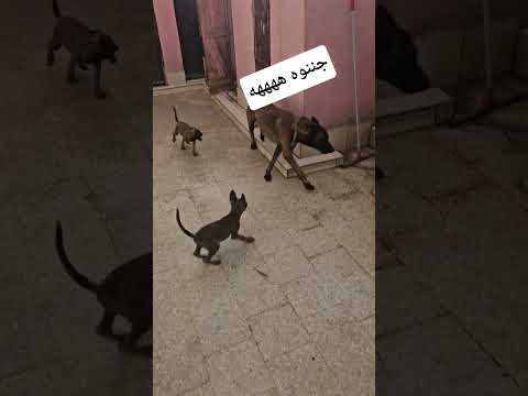 سيبتهم عليه