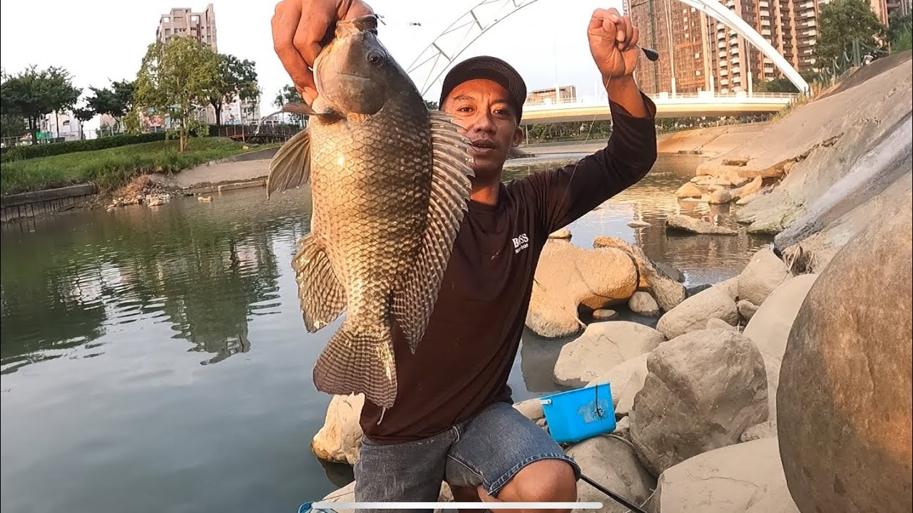 Umpan kU Di Makan Ikan Nila Babon Besar Setrek terus sampek kuwalahan