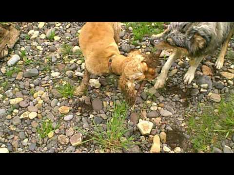 Joy in the mountains with my Cocker Spaniel & Australian Shepherd / Border Collie