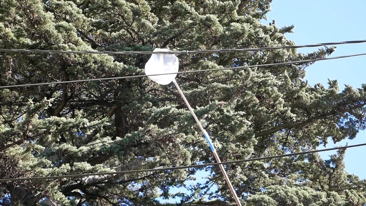 RAW: Peninsula Humane Society & SPCA Staff Rescue Chameleon In Daly City