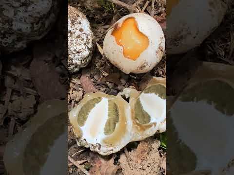 Весёлка обыкновенная (Phallus impudicus) short #shorts