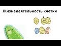 7. Процессы в жизни клетки (5 класс) - введение в Биологию