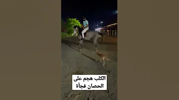 الكلب هجم على الحصان العسيف 