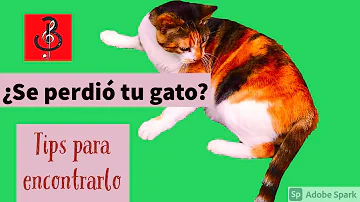 ¿Cómo puedo atraer a mi gato de vuelta a casa?