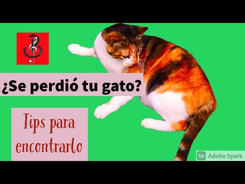 Video: Un Gato O Un Gato Se Ha Ido: Qué Hacer, Dónde Buscar Un Animal, Cómo Encontrar Un Gatito Perdido, Consejos Y Trucos Para Los Dueños