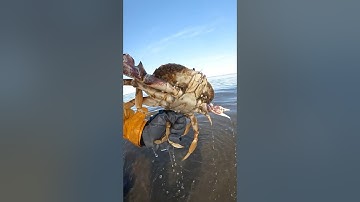 Catch Dungeness Crab from Shore #catchandcook