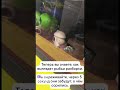 соседи, такие соседи