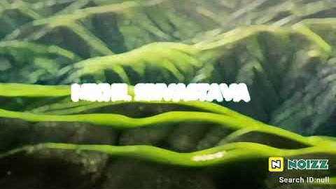 Viral Name Art Photo Editing Tutorial | Urban Jungle Font | New Trending Photo Editing in PixelLab