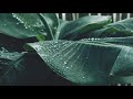 Rain Drops On Banana Leaves