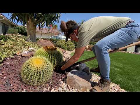 Video: Wat te doen met vatcactuspups: tips voor het vermeerderen van een vatcactus