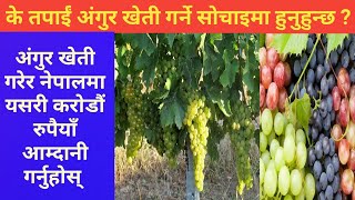 अंगुर खेती कसरि गर्ने ? यस्तो छ तरिका र प्रबिधि || How to Cultivate Grapes In Nepal || Krishisandesh