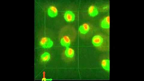 Mapping the spatial organization of genome in the cell nucleus using baker
