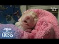 Poor Puppy Is Destined To Have No Father In His Life For A Sad Reason | Animal in Crisis EP258