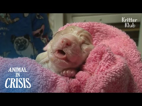 Video: NBC Çapa, Sıcak Bir Arabada Ağladığını Bulduğu Köpeği Özlüyor
