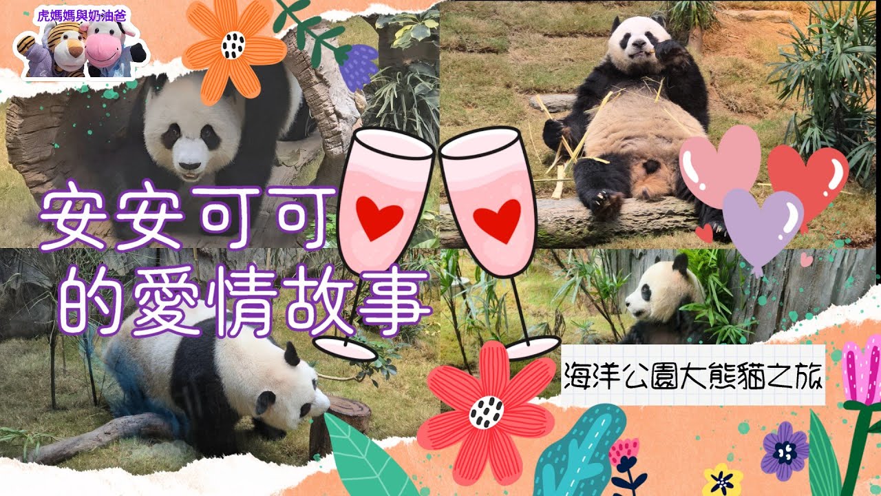 海洋公園大熊貓之旅 安安可可的愛情故事 愛戀沒經驗今天初發現 #海洋公園 #oceanpark #香港大熊貓 #giantpanda #판다 #安安可可 #ジャイアントパンダ #初戀