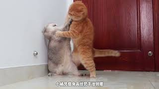 猫咪打架打成了一团猫!家里怎么下雪了? #萌宠vlog #猫咪vlog #猫打架 #猫打架有多凶