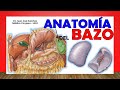 🥇 Anatomía del BAZO. ¡Fácil Explicación!