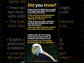 Are Eagles Eating Poison Without Knowing?