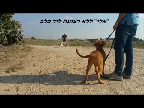 וִידֵאוֹ: כלב ספרינגר ספנייל כלב גזע היפואלרגני, בריאות וטווח חיים