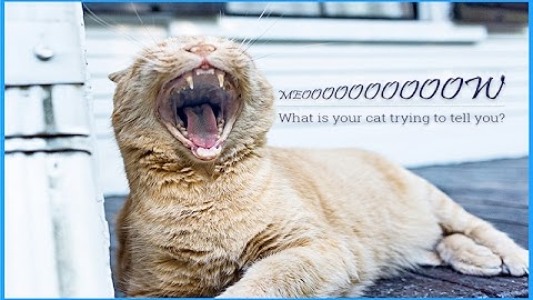 5 Sounds Cats Make and What They Mean | HQ