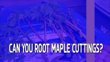 Can you root Maple cuttings?