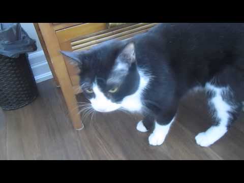OTTO VS THE ROOMBA