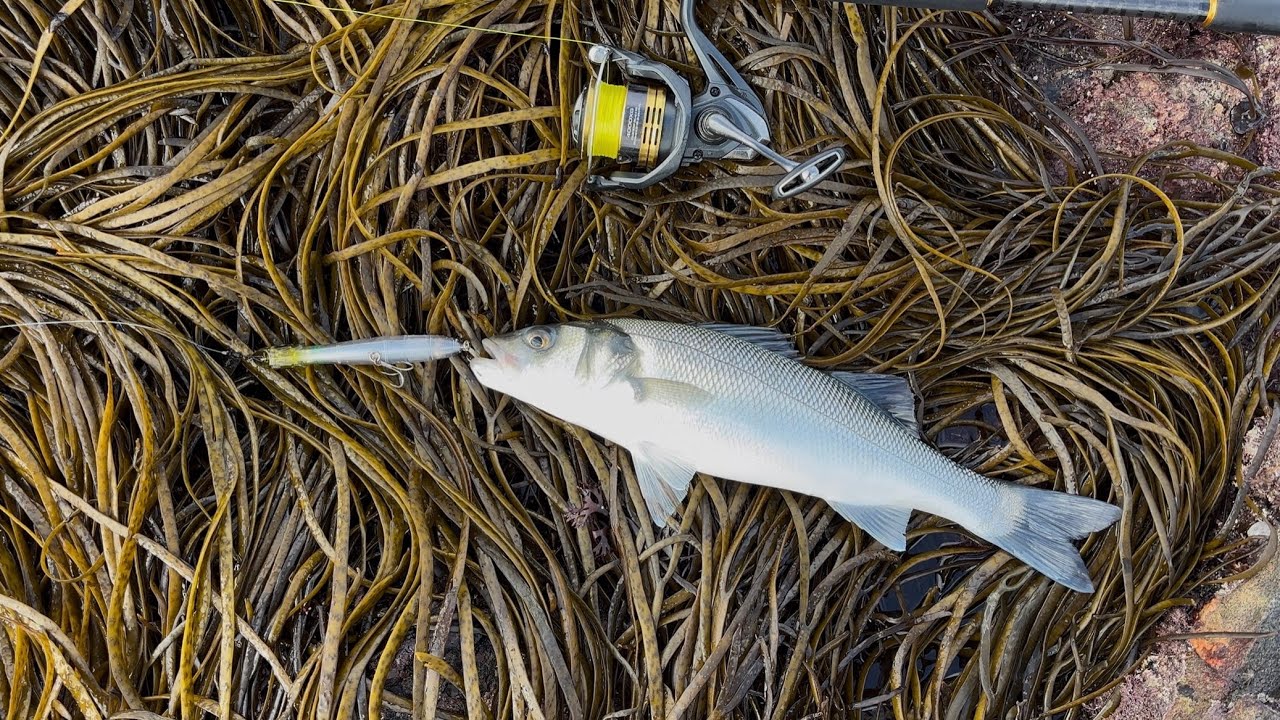 MY Go TO Top WATER Bass LURE In AUTUNM It’s A MUST Have IN Your SETUP!!