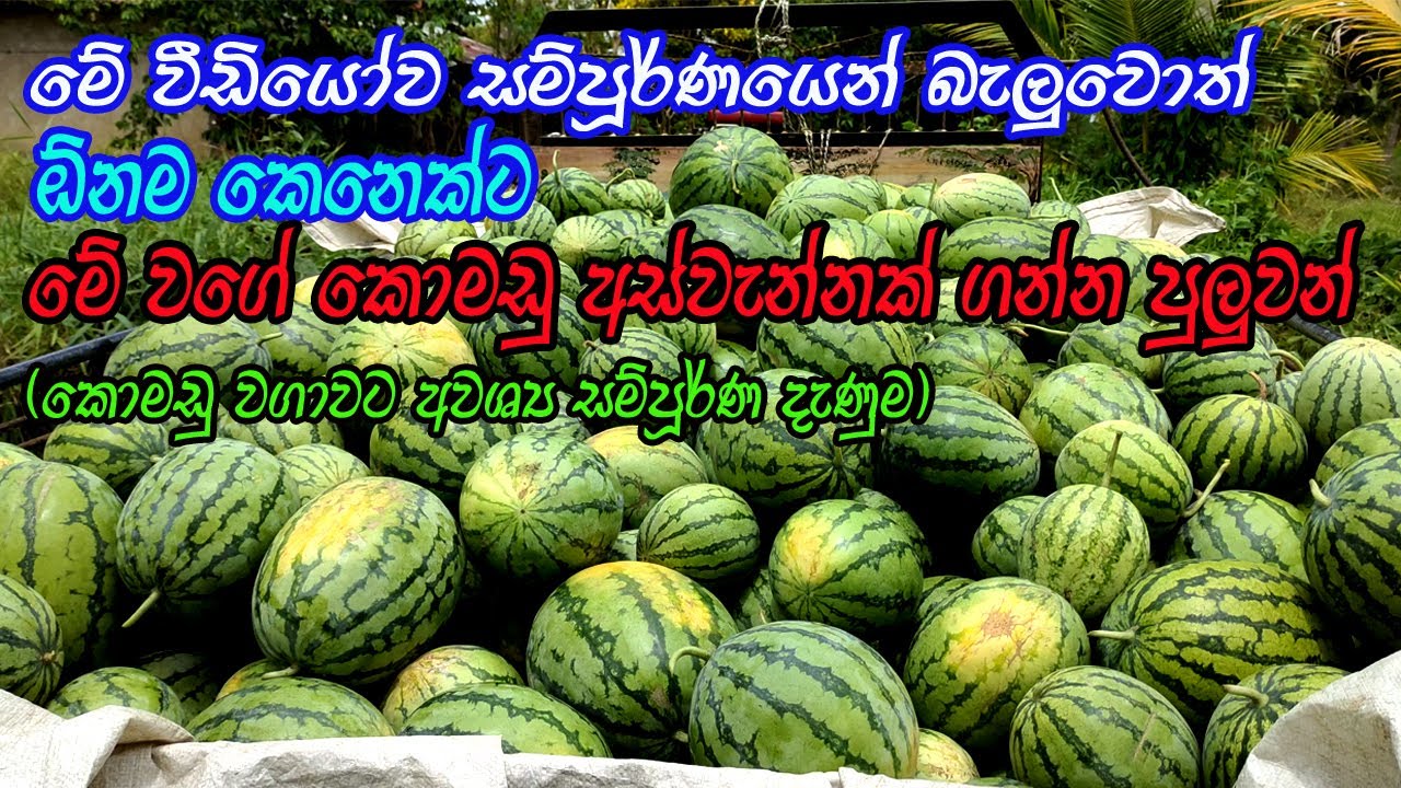 කොමඩු වගාවට අවශ්‍ය සම්පුර්ණ දනුම | Complete Knowledge of Watermelon Cultivation |  komadu Wagawa