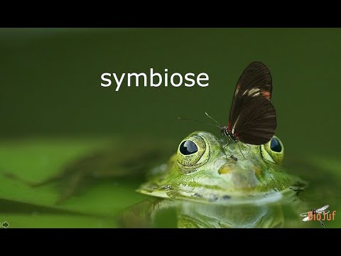 Symbiose