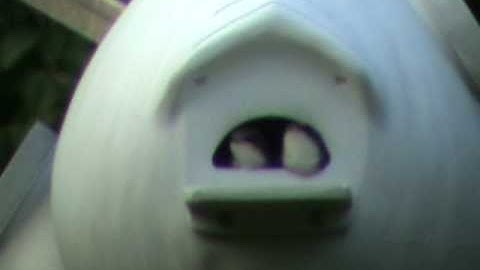 Tree Swallow Diary Part 14 - The Last Chapter