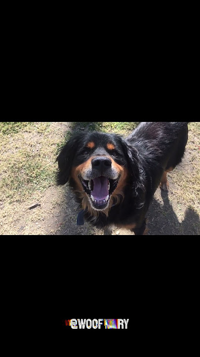 Oh God I wanna feel again 💔 I miss Buzo so much 😢#dog #doglover #petloss #sad #shorts