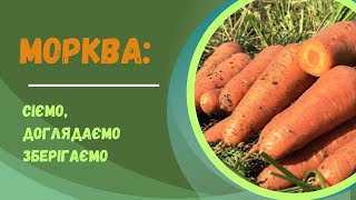 Морква від посіву до зберігання: мій досвід