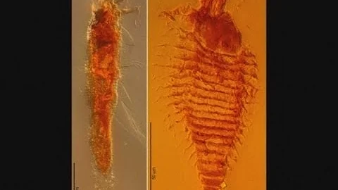 World's oldest insects found in amber - DayDayNews