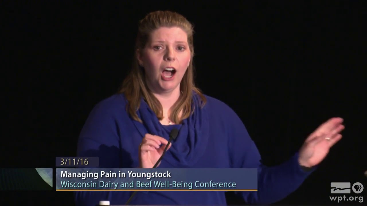 Managing Pain in Youngstock | University Place