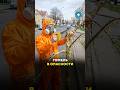Гомель под угрозой: изумрудная златка уничтожает леса #беларусь #вредитель #новости