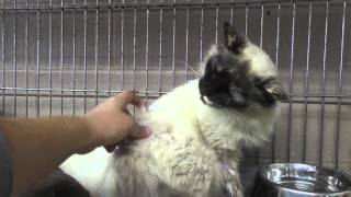 Meredith is waiting for a home