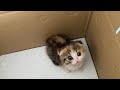 はじめて子猫が家にきた。。